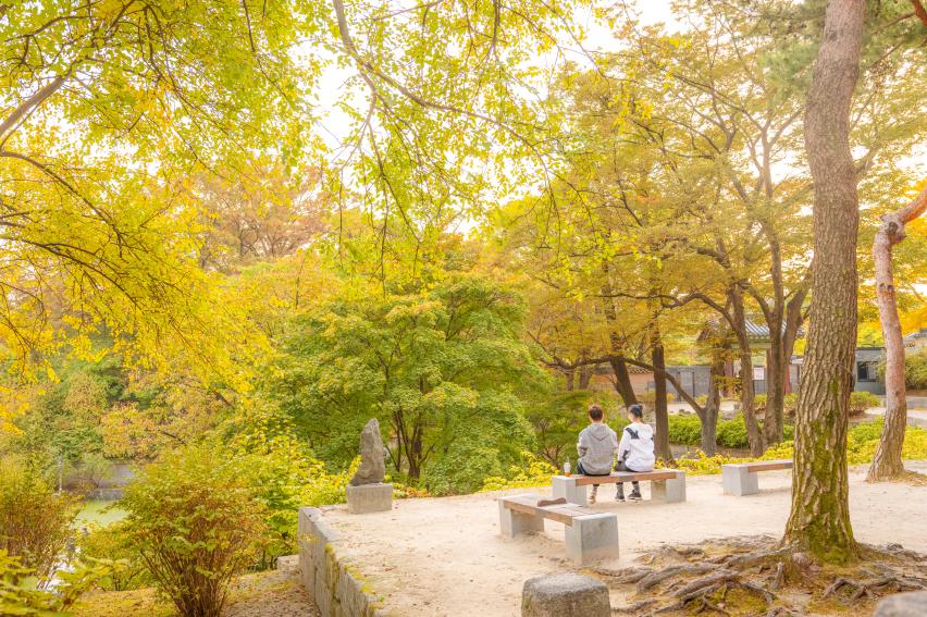 창경궁의 가을 나무와 벤치가 있는 산책 공간