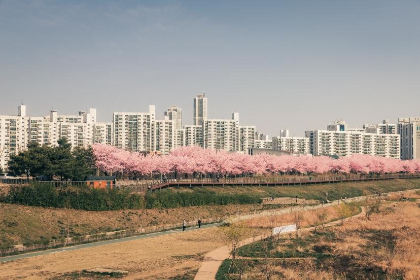 서울 안양천의 벚꽃길