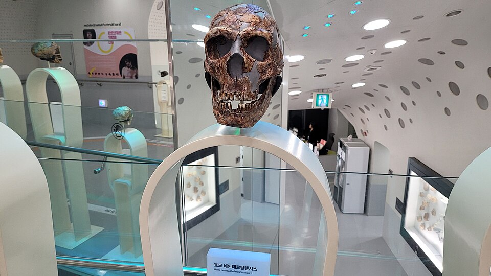 전곡선사박물관의 네안데르탈인 두개골 모형